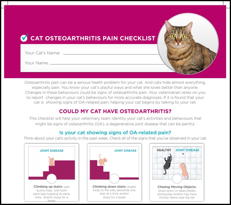 Feline OA Pain Zoetis UK