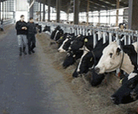 Beef cows and cows in shed Beef cows and cows in shed