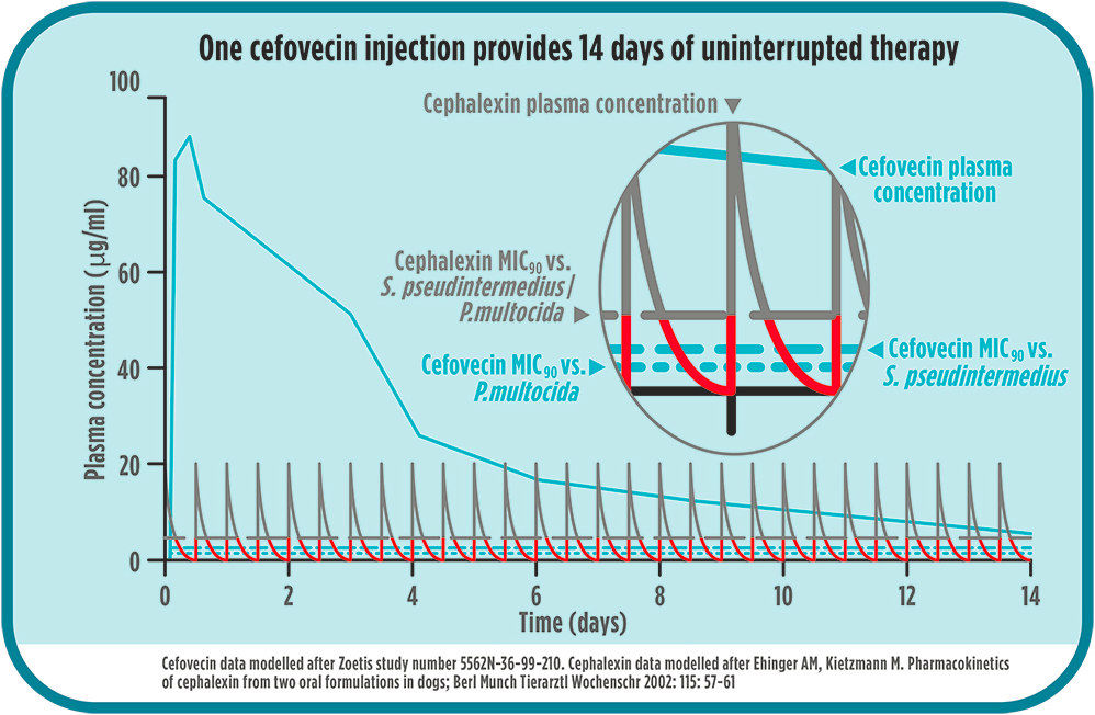 Convenia Dose Chart Cats