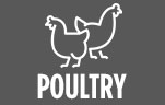 Poultry Button