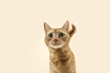 cat image