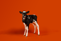 dairy cow