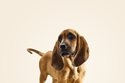dog image