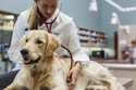 dog vet