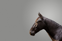 horse image