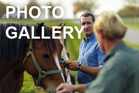 Vet and Horses - Photo Gallery Button