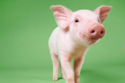 pig image