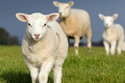 sheep image