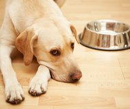 gastroenteritis in dogs canine gastroenteritis gastroenteritis in dogs canine gastroenteritis