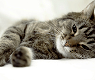 Cat laying down Cat laying down
