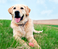 Dog laying in grass with a ball Dog laying in grass with a ball