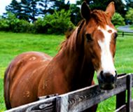 Horse looking over fence Horse looking over fence