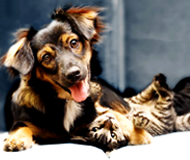 Dog and Cat Dog and Cat
