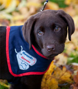 puppy image