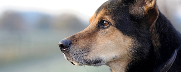 Close up of dog looking into distance