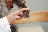 paw-pad-capillary sampling-site