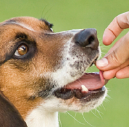 dog icon