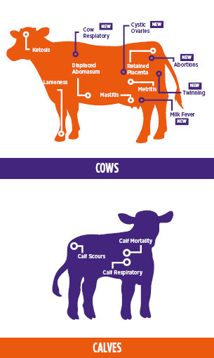 Cows and Calves