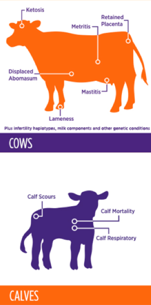 Cows and Calves