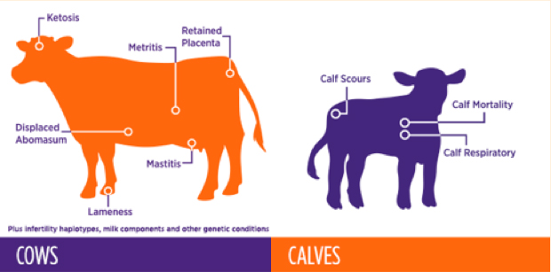 Cows and Calves