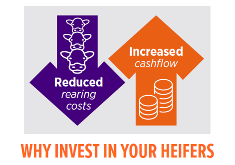 why invest in your heifers