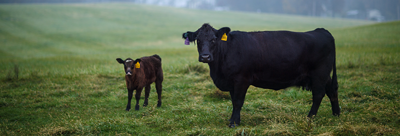 Fertility In Beef Cattle Zoetis UK