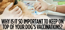 Why it's important to keep on top of your dog's vaccinations