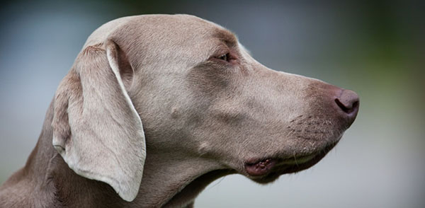 canine gastroenteritis zoetis uk gastroenteritis in dogs