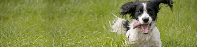 Dog running through grass