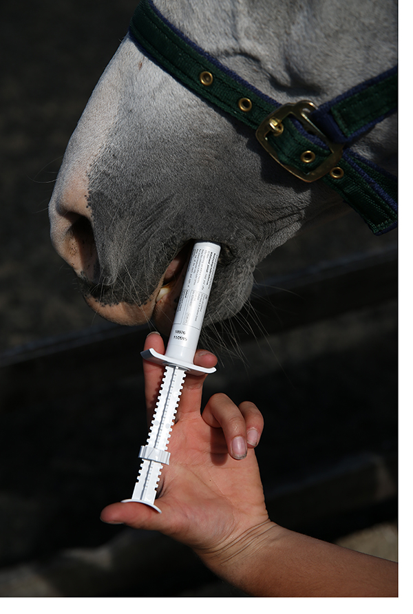 horse worming zoetis worms horses syringe being mouth clean
