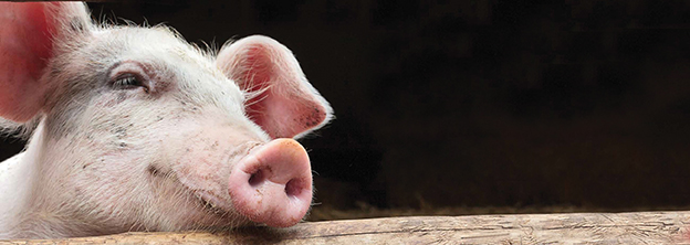 Pig looking out