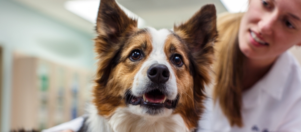 Dog at vet