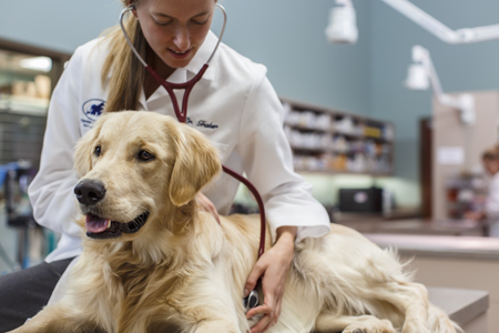 Vet listening to dog's heart
