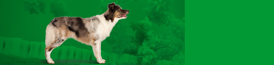 Canine-oa-pain
