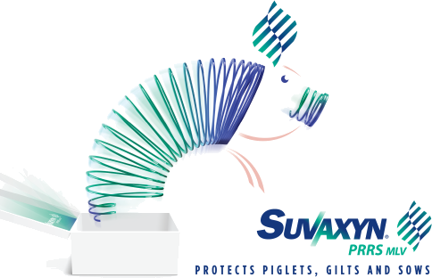 Suvaxyn Protects Piglets, Gilts and Sows