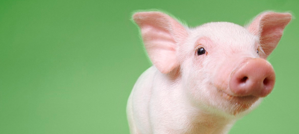 Zoetis Piglet on Green Background