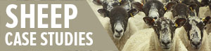 Sheep Case Studies